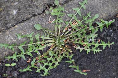 Tongue-lobed Dandelion