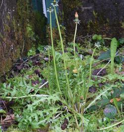 Complex-leaved Dandelion