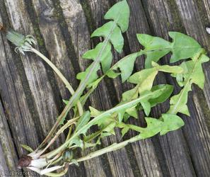 Lustrous-leaved Dandelion