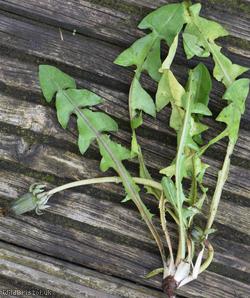 Lustrous-leaved Dandelion
