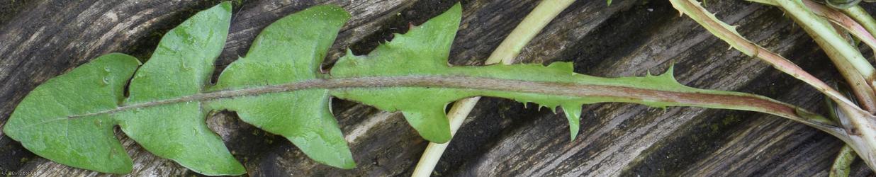 Lustrous-leaved Dandelion