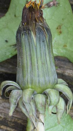 Lustrous-leaved Dandelion