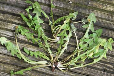 Lustrous-leaved Dandelion
