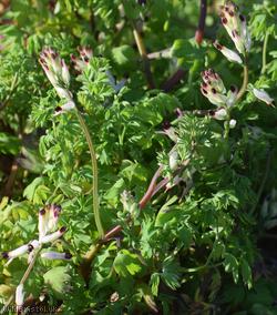 image for White Ramping-fumitory