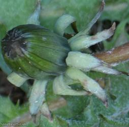 Hairy-stemmed Dandelion