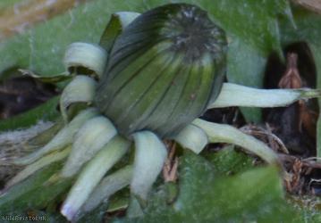 Hairy-stemmed Dandelion