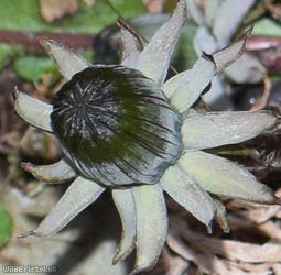 Shining Dandelion