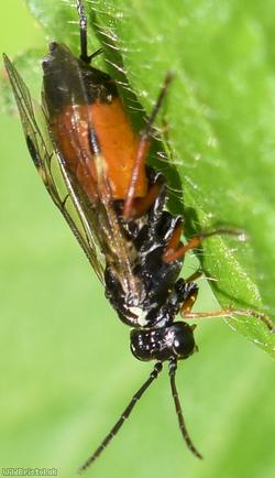 image for Dark-vented Bedstraw Sawfly
