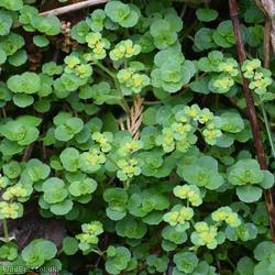 image for Opposite-leaved Golden Saxifrage