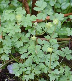 image for Moschatel