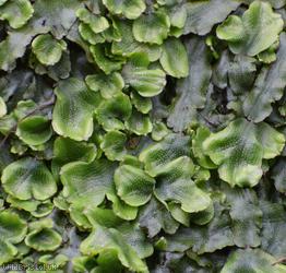 image for Great Scented Liverwort