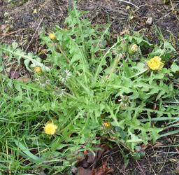 Diverse-leaved Dandelion