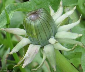 Diverse-leaved Dandelion