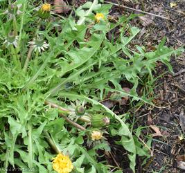Diverse-leaved Dandelion