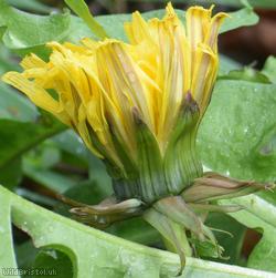 Diverse-leaved Dandelion