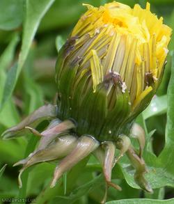Diverse-leaved Dandelion