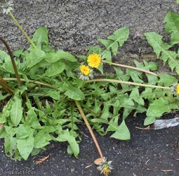 Incise-lobed Dandelion