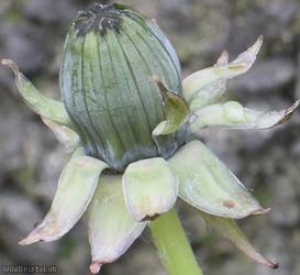 Incise-lobed Dandelion