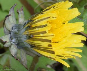 Incise-lobed Dandelion
