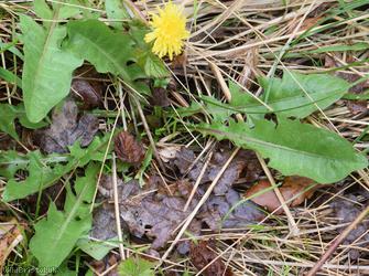 Light-green Dandelion