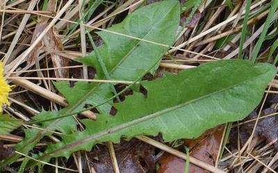 Light-green Dandelion