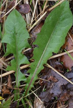 Light-green Dandelion