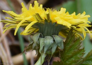 Light-green Dandelion