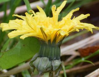 Light-green Dandelion