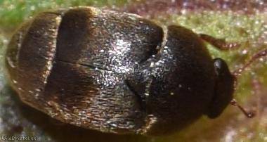 image for Antirrhinum Beetle