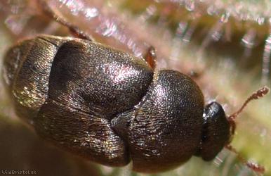 Antirrhinum Beetle