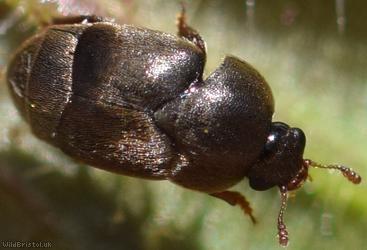 Antirrhinum Beetle