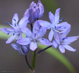 image for Turkish Squill