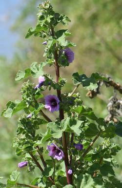 Tree Mallow