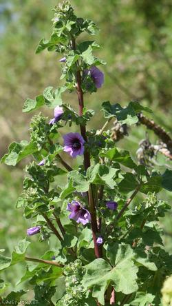 Tree Mallow