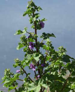 Tree Mallow