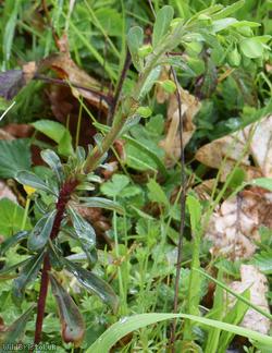 Wood Spurge