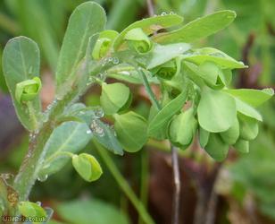 Wood Spurge