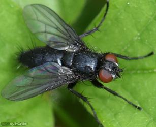 image for Dark-winged Flesh fly