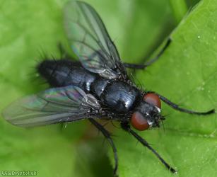 Dark-winged Flesh fly
