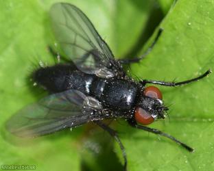 Dark-winged Flesh fly