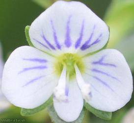 image for Thyme-leaved Speedwell