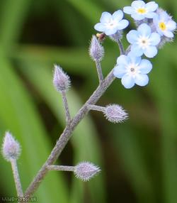 image for Field Forget-Me-Not