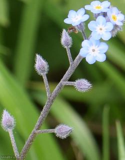 Field Forget-Me-Not