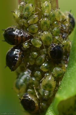 image for Plum-thistle Aphid