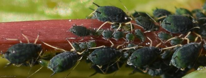 image for Hypericum Aphid