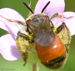 image for Red-girdled Mining Bee