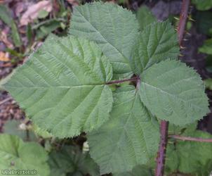 image for Rubus sect. Corylifolii Unidentified 1