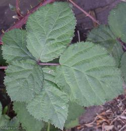 Rubus sect. Corylifolii Unidentified 1
