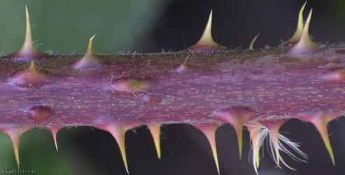 Rubus sect. Corylifolii Unidentified 1