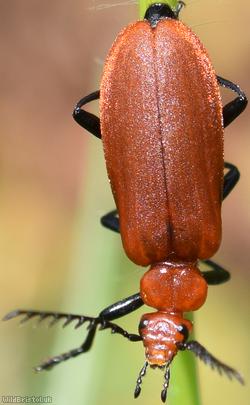 image for Red-headed Cardinal Beetle